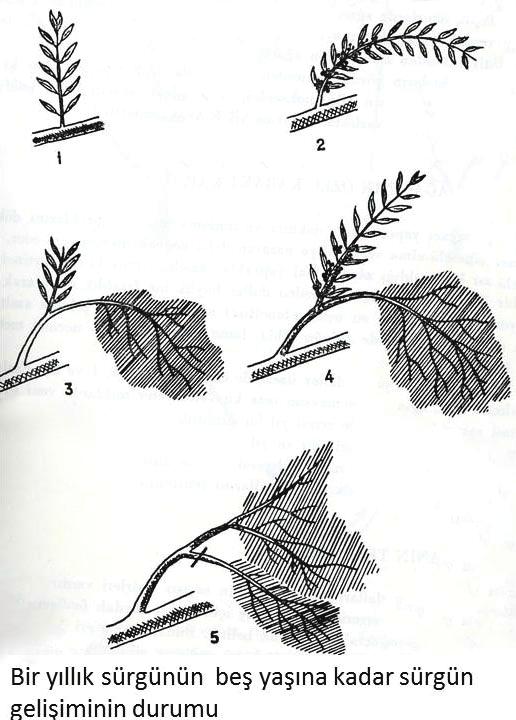 - Ağacın üst kısımları fazla özsu çekeceğinden aşağı kısımlara nazaran daha ağır budamaya tabi tutulmalıdır.!! 2.3.