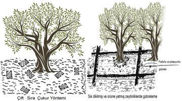 3. ZEYTİNİN GÜBRELENMESİ Yüksek ve kaliteli ürün almak ve yıllara göre verimdeki dalgalanma (periyodisite) etkisini azaltmak için zeytin ağacı yeterli ve dengeli gübrelenmelidir.