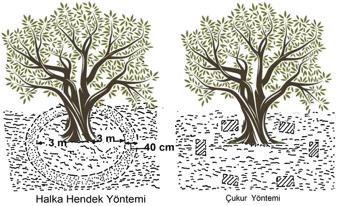 Uygulama zamanı, 2. Uygulama şekli, 3. Gübre miktarı ve 4. Gübre çeşidi, göz önünde bulundurulmalıdır. 3.1.