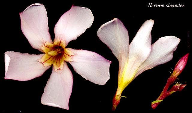3: Nerium oleander bitkinin genel görünüşü ve çiçek yapısı Çiçekleri salkım biçiminde ve dal ucunda