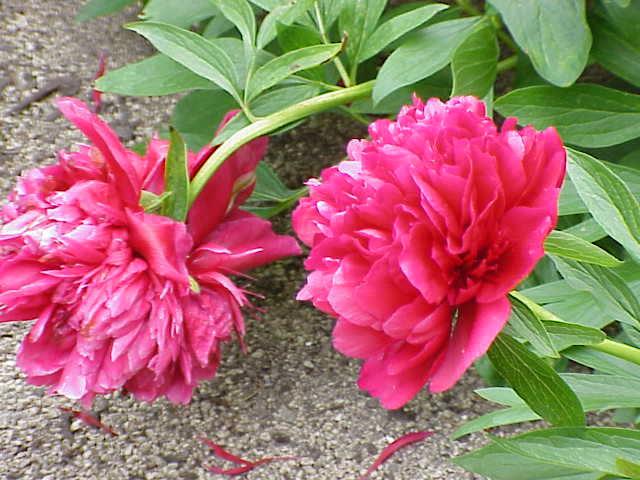 Paeonia mascula (şakayık); yaprakları çok büyük olup tüysü görünüşte dilimlere ayrılmıştır. 60-100 cm çapında, kırmızı çiçekli ve yalınkattır. Değişik renklerde çiçekleri olup haşhaş çiçeğine benzer.