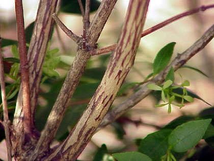 ABELİA YETİŞTİRİCİLİĞİ Abelia bitkisi Çin kökenli melez bir türdür. Ülkemizde hemen hemen her bölgemizde yetiştirilir.