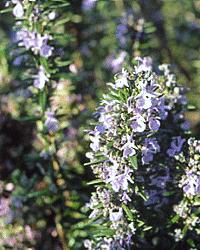 officinalis Benenden Blue, parlak, gök mavisi çiçekli, R.