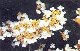 Viburnum plicatum ( Tüylü kartopu ); Yaz yeşili yaprakları 4 10 cm uzunluğunda, lopsuz, tüylü damarlı, geniş, oval, kenarları kertik dişlidir.