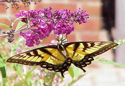 Genel Özellikleri Bilimsel Sınıflandırma Alem: Plantae Şube: Magnoliophyta Sınıf: Magnoliopsida Takım: Scrophulariales Familya: Buddlejaceae Botanik Adı: Buddleia Türkçe