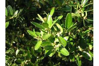 Genel Özellikleri Bilimsel Sınıflandırma o o o o o o o Alem: Plantae Şube: Magnoliophyta Sınıf: Magnoliopsida Takım: Euphorbiales Familya: Buxaceae Botanik Adı: Buxus