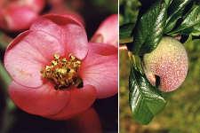Ancak tohumdan çıkan bitkilerde açılma görüldüğünden çiçek renklerinde farklılıklar görülür. Bu yüzden de tohumla üretim tavsiye edilmez.