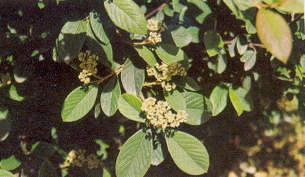 Şiddetli donlardan zarar görür. Üretimleri Cotoneaster microphyllus gibidir. Onlardan farklı olarak üretiminde yanaştırma aşıda kullanılır.