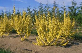 En önemli varyeteleri şunlardır: Forsythia x intermedia densiflora; sık ve soluk sarı renkli çiçekli, Forsythia x intermedia