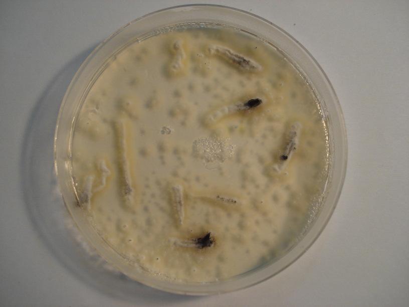 A B C D Resim 4.5: A. Aspergillus niger B.