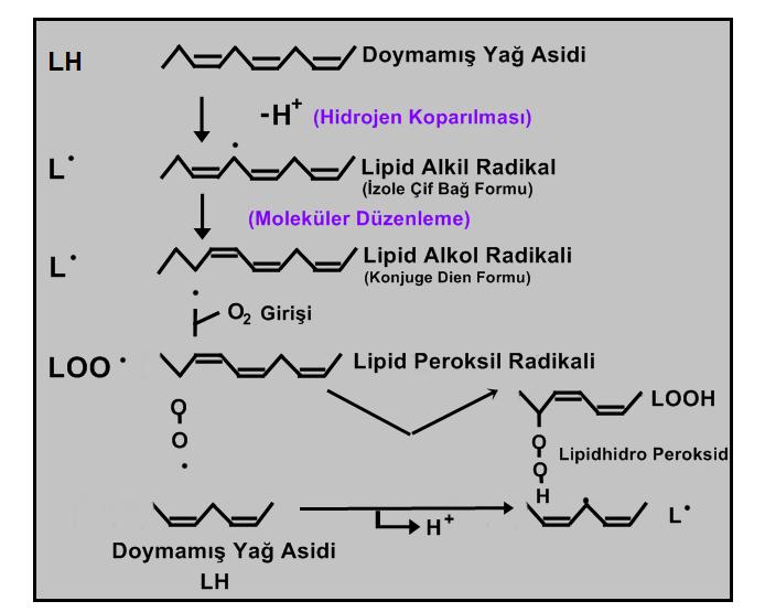 Lipid peroksidasyonu, lipit hidroperoksitlerinin aldehit ve diğer karbonil bileşiklere dönüşmesi ile sona ermektedir.