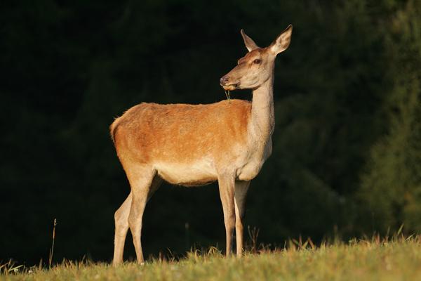 Res. 3: Kızıl geyik-cervus elaphus dişi(http// upload.wikimedia.
