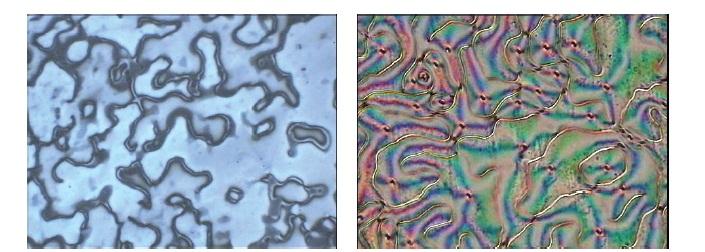 16 Resim 2.3. Nematik fazın polarize mikroskopta çekilmiş görüntüsü [Cristaldi, 2009] Kısaca sıcaklıkla birlikte gözlenen bu fazların geçişlerini, Şekil 2.11 