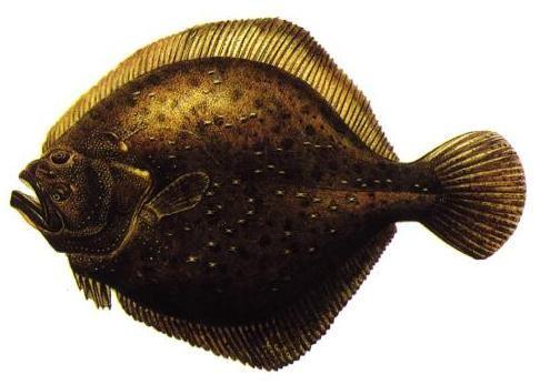 KALKAN Psetta maxima maeotica (Pallas, 1811) M: Sofra Balığı İ: Turbot A: Haandreiß F: Turbot Genel