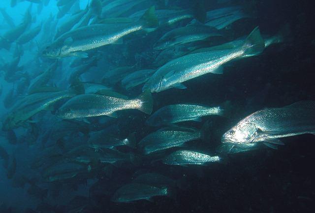 SARIAĞIZ Argyrosomus regius (Asso, 1801) M: Halili, Halile, Lut İ: Meagre A: Umberfisch F: Maigre commun Genel özellikleri: Uzun vücutlu ve yanlardan az yassılaşmış büyük bir