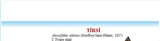 TİRSİ Alosa fallax nilotica (Geoffroy Saint-Hilaire, 1827) İ: Twaite shad A: Bajeckens F: