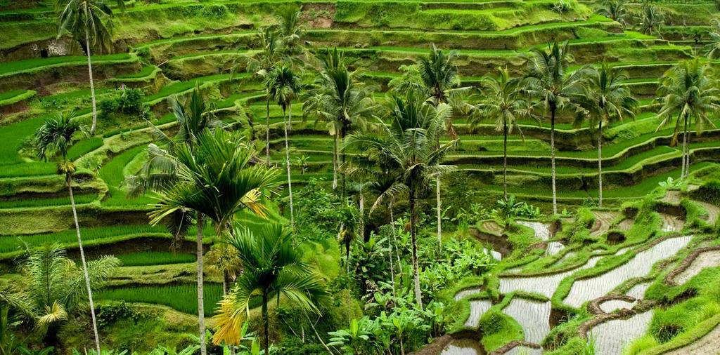 İyiyle, kötünün savaşının verildiği yerel dans gösterisi, Ubud un olmazsa olmaz pirinç tarlaları arasında en gösterişli olanı Tegallang, Hinduların kutsal su kaplıcası Tirta Empul, Bali nin en