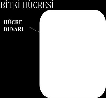 Hayvan besleme açısından yem bitkisi hücresini oluşturan hücre duvarı bileşenlerinin hücre içerisindeki payı yemin sindirilebilirliği ve hayvanın yemi tüketebilme potansiyelini belirleyicisi olması