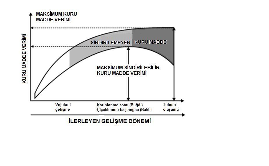 Ayrıca, birim alandan üretilen maksimum sindirilebilir kuru madde miktarına, maksimum toplam kuru madde miktarından daha erken ulaşılır (Şekil 4).