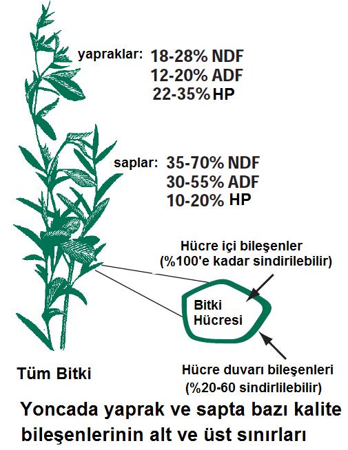 Tablo 3. Yonca ve Çayır kelp kuyruğunda sap ve yaprağa ait bazı kalite değerleri Ham Bitki Kısmı Tüm Bitkideki Payı (%) Protein (%) NDF (%) ADF (%) Üst yaprak a 30.7 23.9 27.7 18.