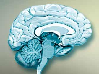 Beynin uzunlamasına kesiti: İşaretli bölgede substansiya nigra ile bazal ganglialar yer alır. önemli bir transmitter olan dopamini üreten ve salan karakteristik hücrelerden alır.
