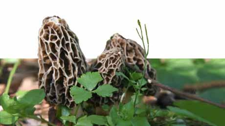 mantar Yerel Adı: KUZUGÖBEĞİ Kingdom: Fungi - Division: Ascomycota -