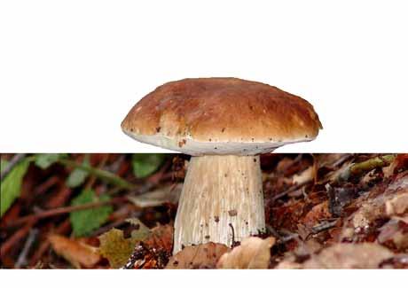 mantar Yerel Adı: BOLET MANTARI Kingdom: Fungi - Division: Basidiomycota - Class: Agaricomycetes - Order: