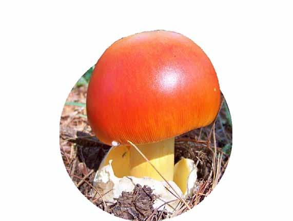 Order: Agaricales - Family: Amanitaceae Genus: Amanita - Species: A.