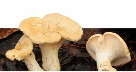 mantar Yerel Adı: SIĞIRDİLİ Kingdom: Fungi - Division: Basidiomycota - Class: Agaricomycetes - Order: