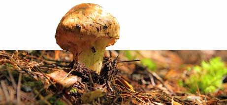 mantar Yerel Adı: KATRAN Kingdom: Fungi- Division: Basidiomycota - Class: