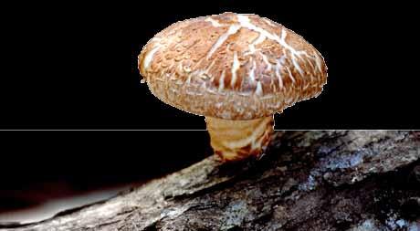 mantar Yerel Adı: ŞİTAKE Kingdom: Fungi- Division: Basidiomycota - Class: