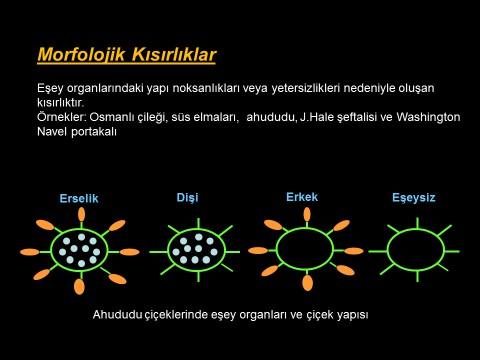 Olumsuz çevre koşulları nedeniyle oluşan morfolojik kısırlıklar Çiçeklenme öncesi sıcak