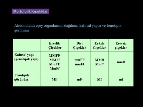 erik) çiçeklerinde steril dişi organ oluşumu görülebilir.