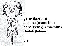 Ağız Arıların ağız yapısı karmaşık yapıda olup tıpkı fil hortumu şeklindedir. Bu yapı arıların çiçek nektarı veya kovan içinde bal gibi sıvı besinleri emmesini sağlar.