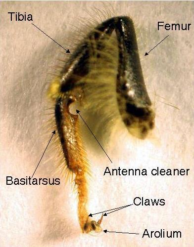 Ön Bacaklar Ön bacaklar -Femur -Tibia -Basitarsus -Tırnaklar -Aroliyum Ön bacaklar, baş, göz ve ağzı temizlemek için kullanılır.