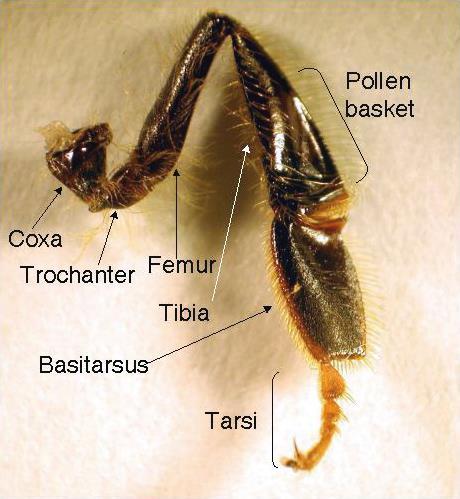 Arka Bacaklar Arka bacaklar -Koksa -Trokhanter -Femur -Tibia -Basitarsus -Tarsi -Tırnaklar -Aroliyum Arka bacakların tibiasının yüzeyi çiçeklerden toplanan polenlerin kovana taşınması görevini