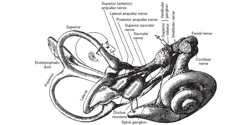posterior ve anterior kanal sagittal plandan 45 derece yaylanarak yerleşirler [43,44] (Şekil 2). Şekil 1. Vestibüler end-organlar (Şekil Kaynağı: Brodel M.