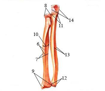 Resim 7: Radius Ve Ulna Üzerinden Alınan Ölçümler.