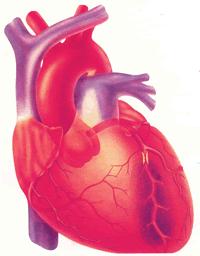 6. Yediğimiz besinlerin sindirilmesini sağlayan