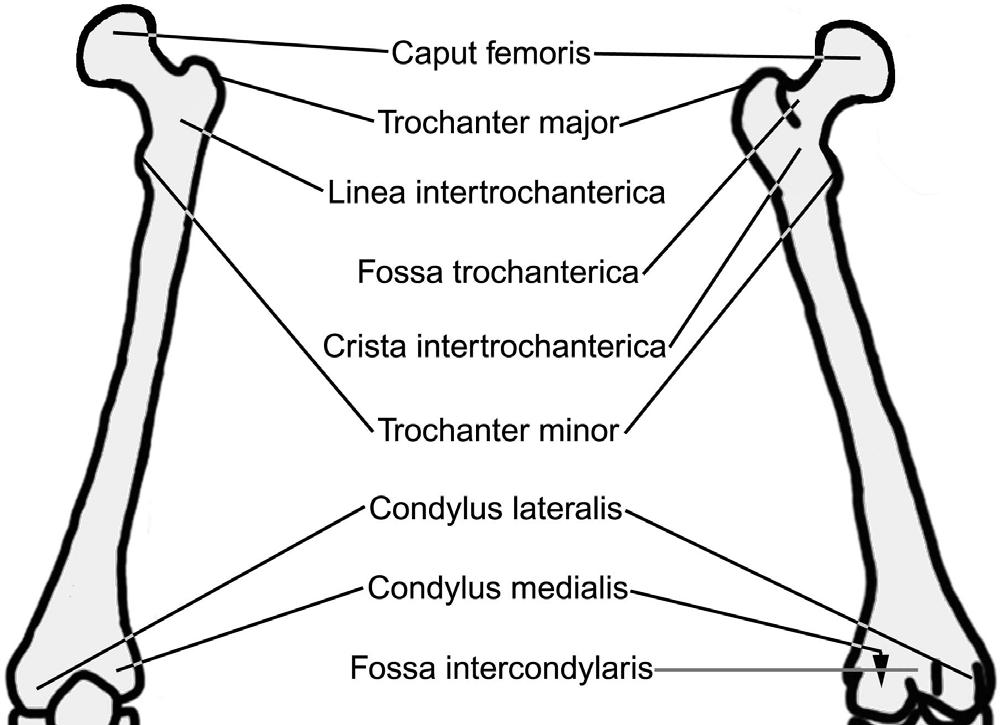 5 Femur Caput femoris, üst ucunda bulunur ve os coxa nın acetabulum u ile eklem yapar. Trochaner minor medialde, trochaner major lateralde yer alır.