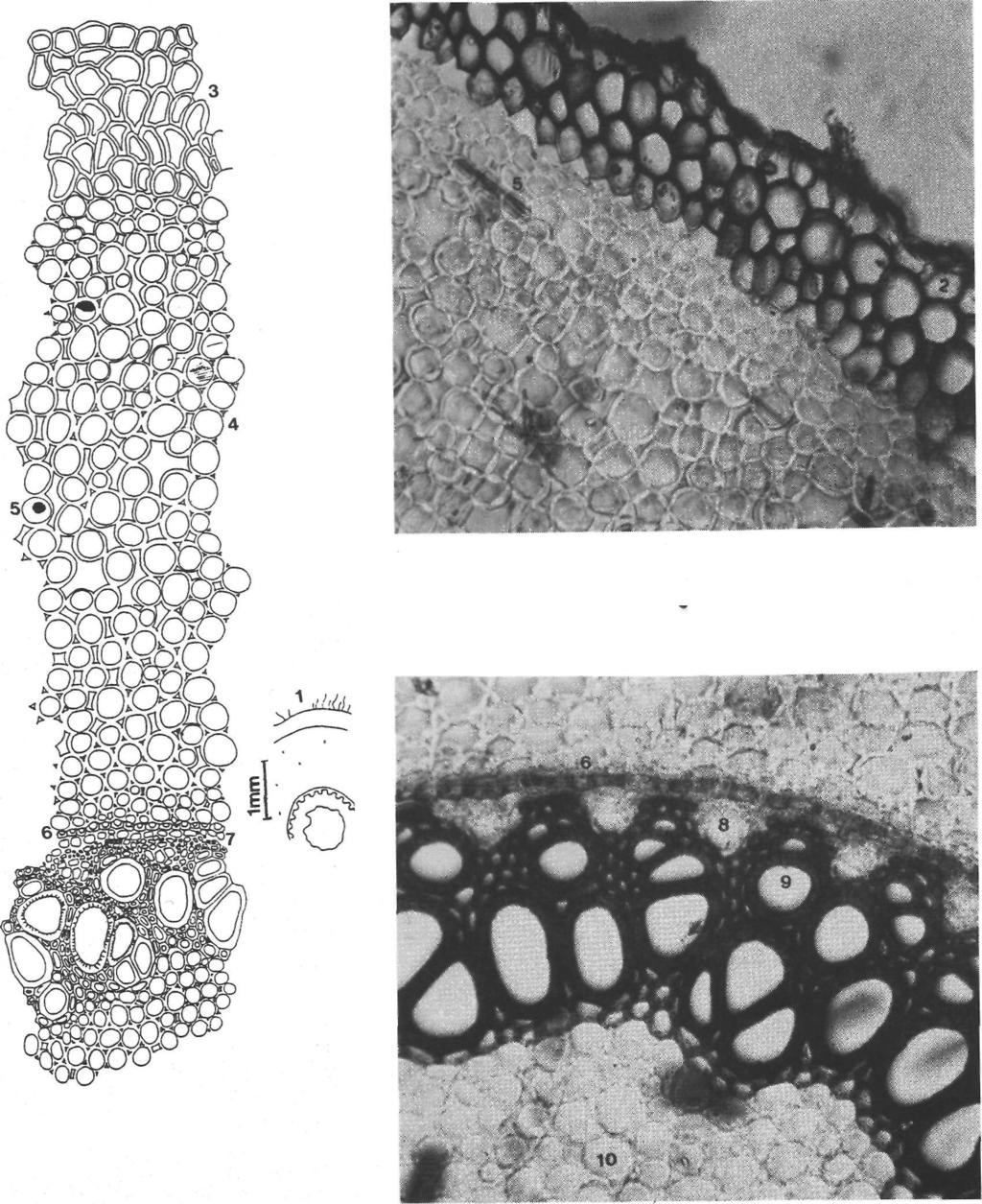 30 Ayşegül GÜVENÇ - Mehmet KOYUNCU B a A Şekil 8: A. percicus A- Anatomik çizim, a- şematik çizim, B- fotoğraf.