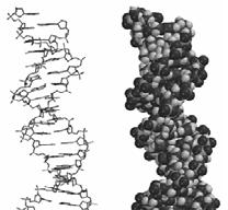 Bir DNA ikili sarmalının bir kısmının üçboyutlu modeli. Çift sarmalın dışındaki kırmızı atomlar molekülün lkülü karbonhidrat-fosfat iskeletini gösterir.