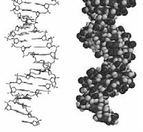 C baz eşleşmelerine göre serbest nükleotitlerle l l yeni hidrojen bağları oluşturabilirler. Böylece her zincir yeni bir DNA zinciri oluşturur.