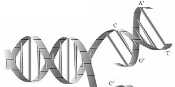 DNA Yönetimli Protein Biyosentezleri Protein biyosentezi DNA tarafından haberci RNA (mrna), transfer DNA (trna) ve ribosomal RNA (rrna) diye isimlendirileni il çeşitli ribonükleik ik asitler ile