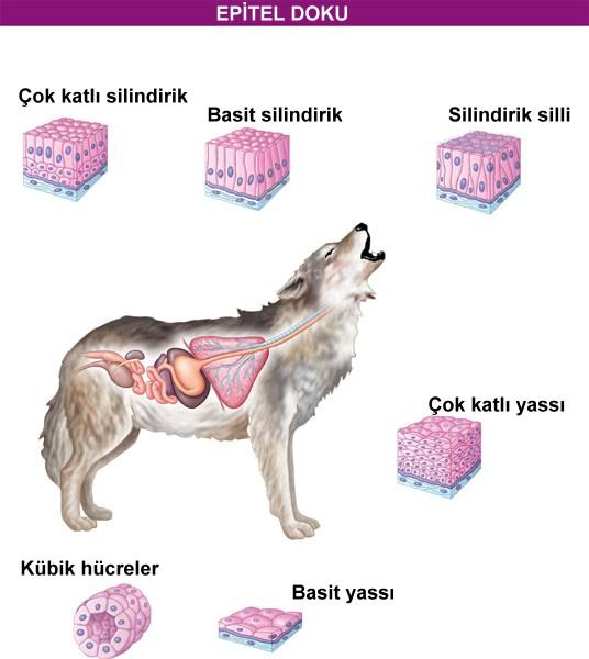 İdrar yolları Bazal zar Bağırsakların İç yüzü Burun kanalı Epitel doku, vücudun dışını kaplayan, organların ve vücut boşluklarının içini döşeyen, bir araya sıkıca paketlenmiş hücrelerin oluşturduğu