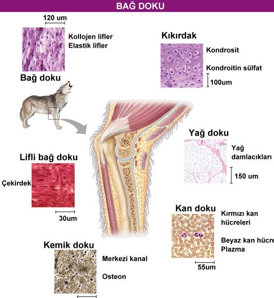 Genelde diğer dokuları bir arada tutma ve destekleme görevi görür. Bu dokunun protein yapıdaki lifleri üç çeşittir. Kollajen lifler: Elastik değildirler kolayca kopmazlar.