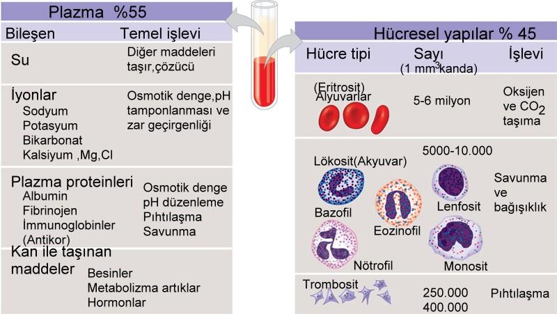 Kan dokusu Kan plazmasının yaklaşık % 90 ı sudur.