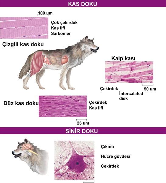 Hemen her türlü vücut hareketinden sorumlu olan doku, kas dokusudur. Kas lifleri aktin ve miyozin proteinlerinden oluşmuştur.