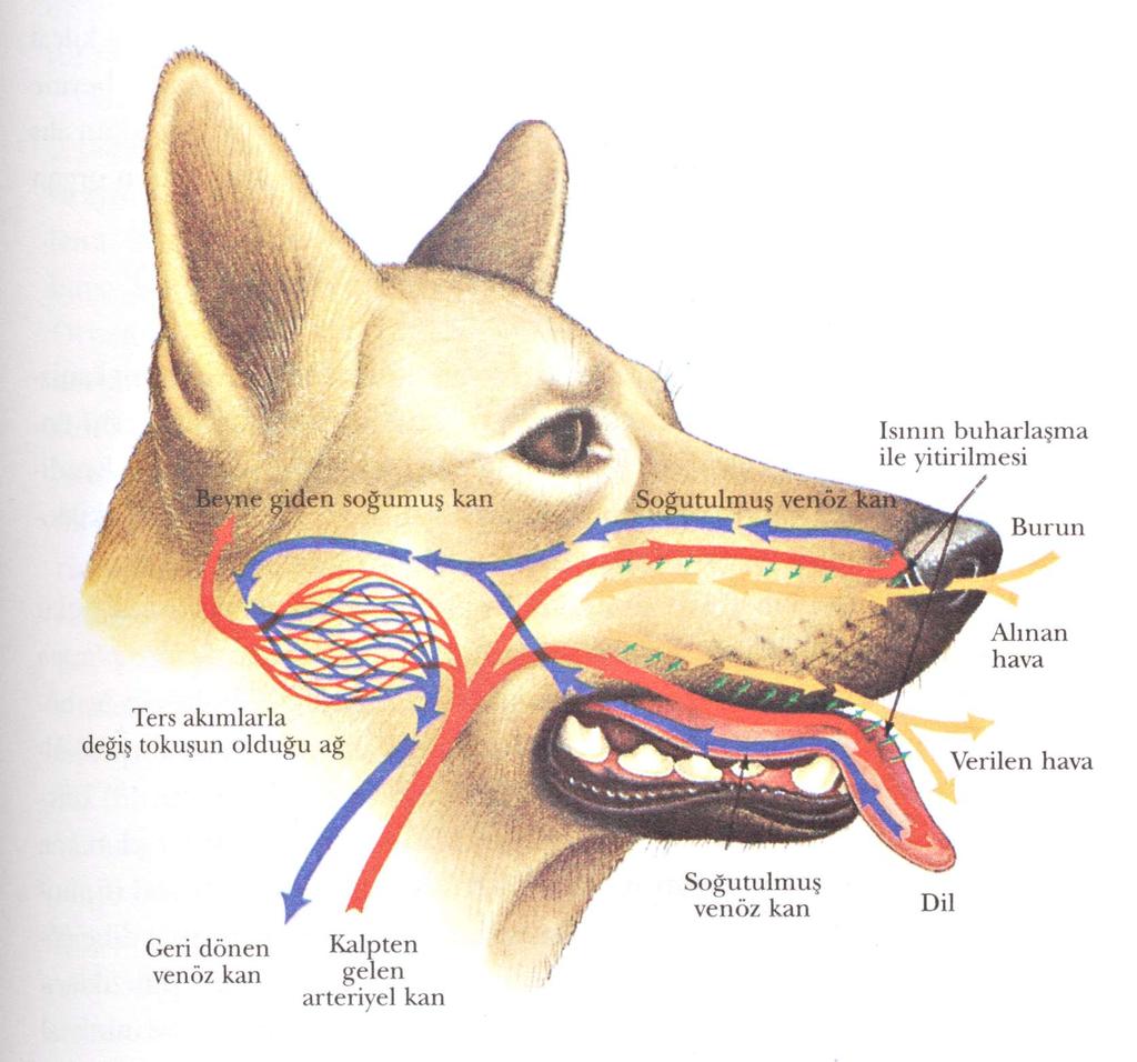 Köpeklerde hava burun yoluyla alınır. Bu sırada buruna gelen atardamarlardaki burundan alınan havaya verilir. Atardamarların bir ucu da dile gider ağızdan hava verilirken ısı bu havaya verilir.