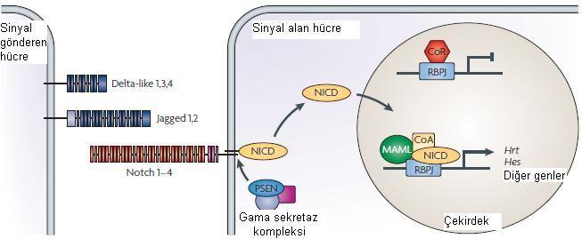 ederler (Şekil 2.5). Bunlar dışında da Notch hedef genleri vardır. Henüz saptanamamış genlerin varlığı da olasıdır.